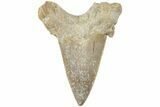 Serrated Sokolovi (Auriculatus) Shark Tooth - Dakhla, Morocco #225217-1